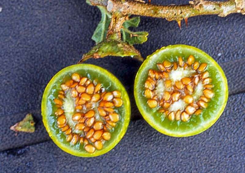 BITTER APPLE / Devil's Apple  -  Solanum Linnaenum - 30 Seeds  -  Medicinal