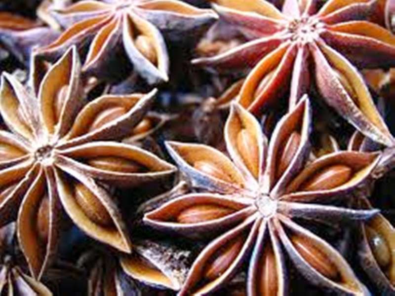STAR ANISE   ' Illicium verum'    -  5  SEEDS