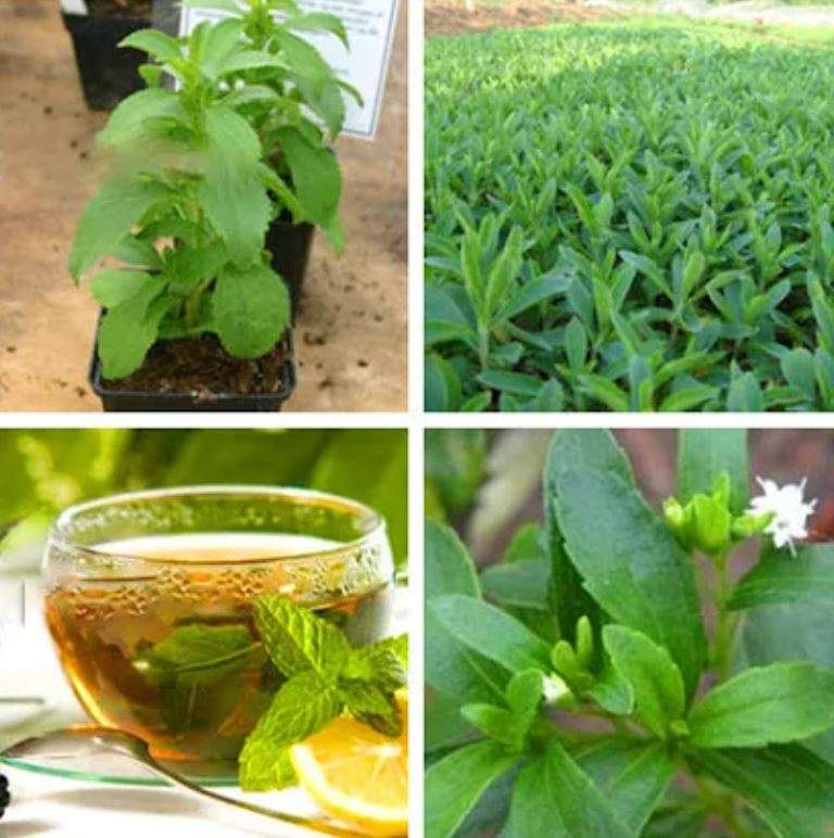 STEVIA / CANDY PLANT / HONEY LEAF -  "Stevia rebaudiana" - 10 SEEDS   'natural sugar substitute'