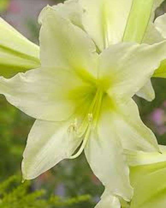 AMARYLLIS SONATINI MARRAKESH Flower  - 10 Seeds