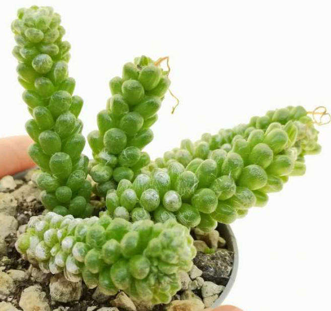 ANACAMPSEROS BAESECKEI   -  5 Seeds   -  Caudex Succulent
