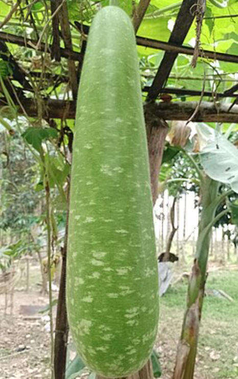 BOTTLE GOURD / Indian Calabash / Opo Squash /  - Lagenaria Siceraria - 5 Seeds