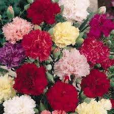 CARNATION GIANT DOUBLE CHABAUD - mixed colours  - 20 SEEDS