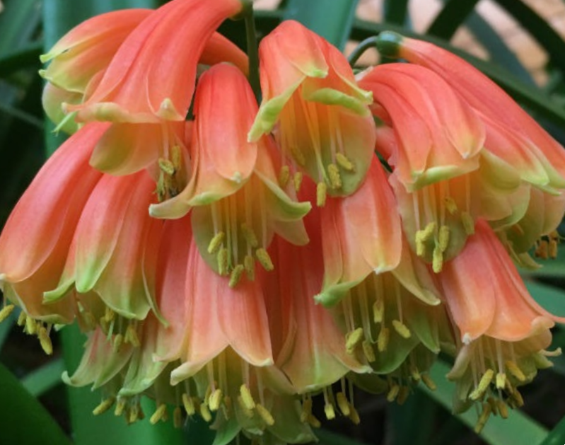 CLIVIA GARDENII ORANGE /  Major Garden's Clivia  -   10  Seeds