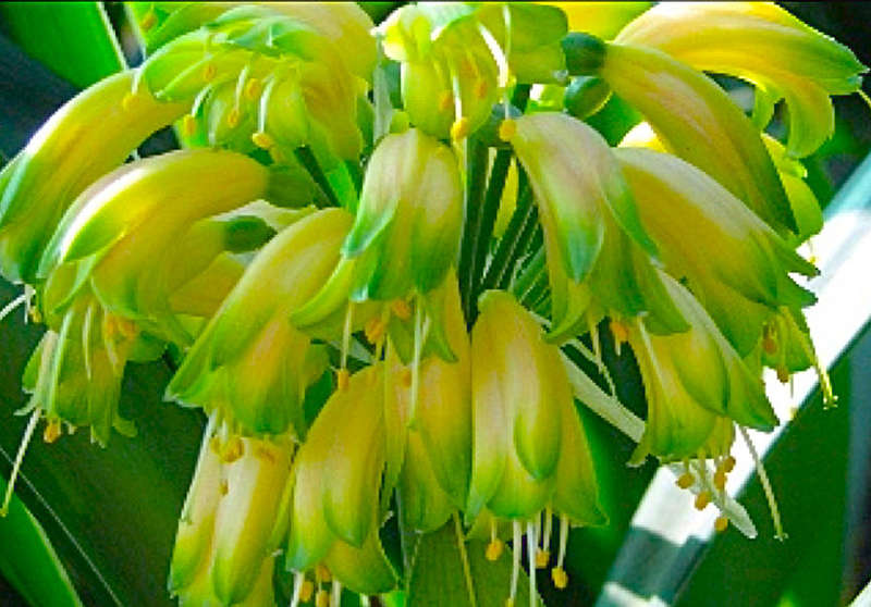 CLIVIA GARDENII YELLOW  /  HerfsbosLelie  -   10  Seeds