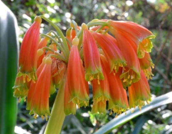 CLIVIA NOBILIS  /  Green Tip Forest Lily -   10  Seeds