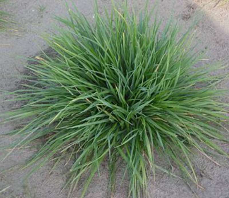 DECORATIVE GRASS  - CRESTED DOGTAIL   Cynosurus cristatus  (200 SEEDS)