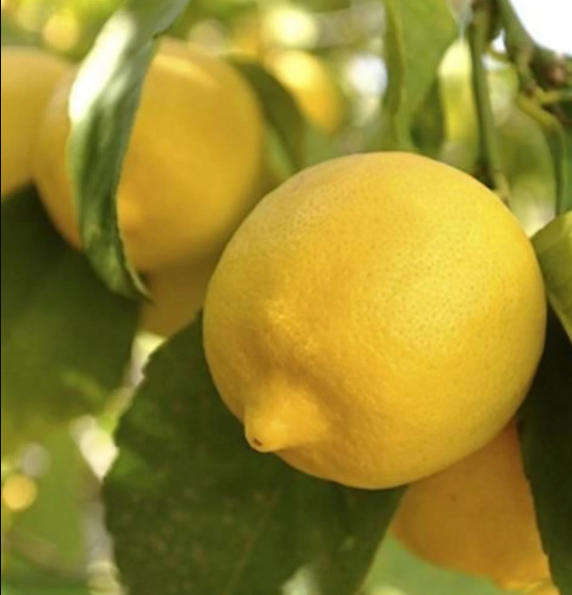 EUREKA  LEMON  - Citrus limon 'Eureka'  -   10 Seeds