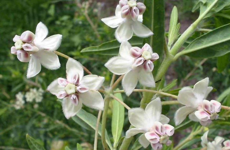 MILKWEED / Swan Plant /Balloon Cotton Bush  - Gomphocarpus Physocarpus  - 15  Seeds