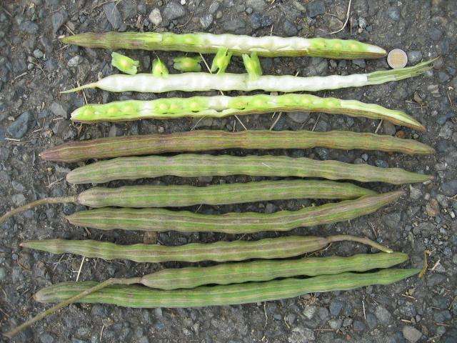 MORINGA OLEIFEIRA / Drumstick Tree / Horseradish Tree  -  10 Seeds  -  Medicinal