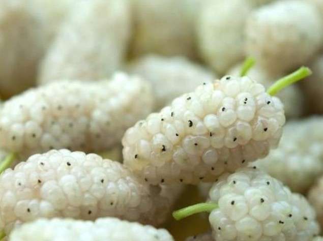 WHTE MULBERRY - Morus Alba"   - 30 SEEDS