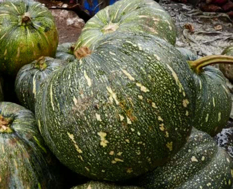UGANDA SUNFISH Pumpkin  -  5  Seeds