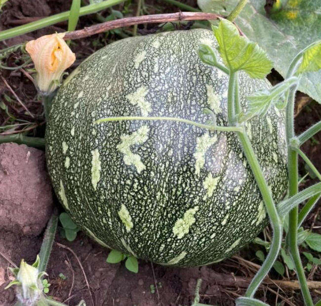 UGANDA SUNFISH Pumpkin  -  5  Seeds