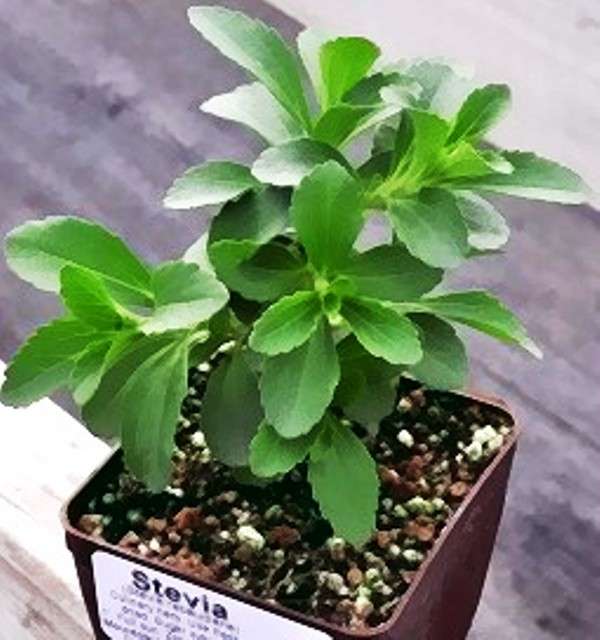 STEVIA / CANDY PLANT / HONEY LEAF -  "Stevia rebaudiana" - 10 SEEDS   'natural sugar substitute'