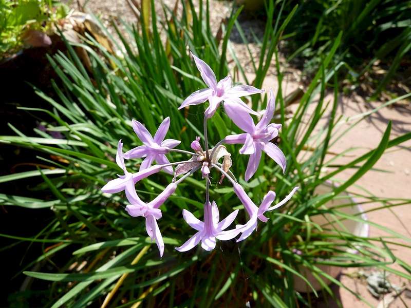 WILD GARLIC  - "Purple Flower" Tubaghia Violacea  -  20 SEEDS