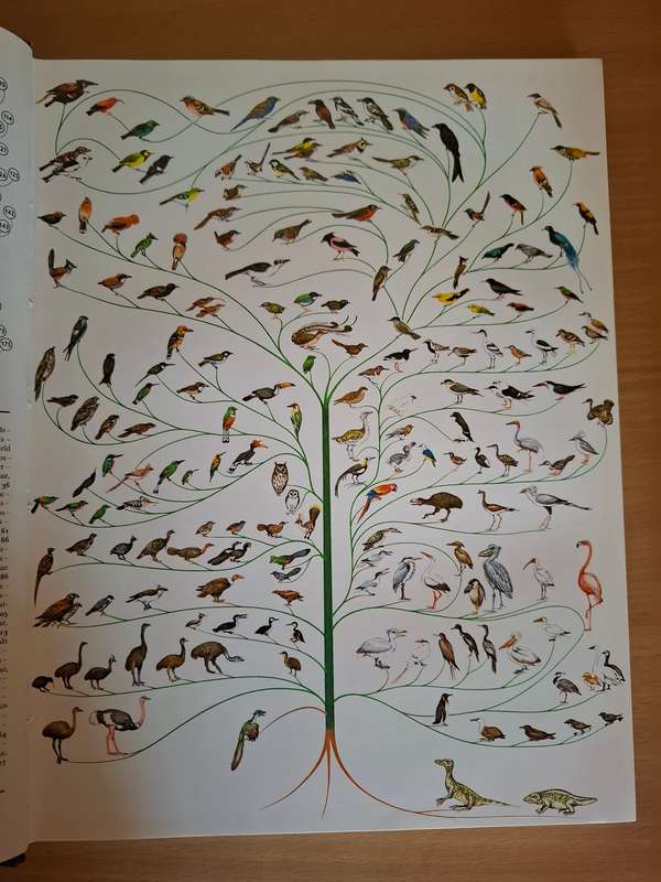 Bird Families of The World - Consultant Editor : Dr. C.J.O. Harrison  (Hardcover)
