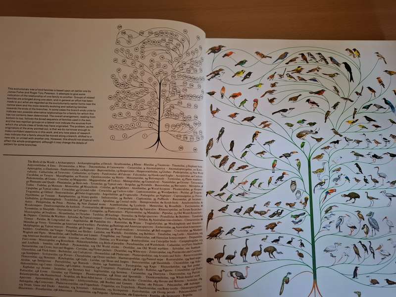 Bird Families of The World - Consultant Editor : Dr. C.J.O. Harrison  (Hardcover)