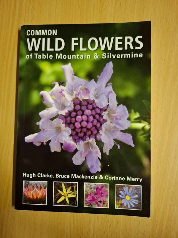 Common Wild Flowers of Table Mountain & Silvermine : Hugh Clarke, Bruce Mackenzie (Paperback)