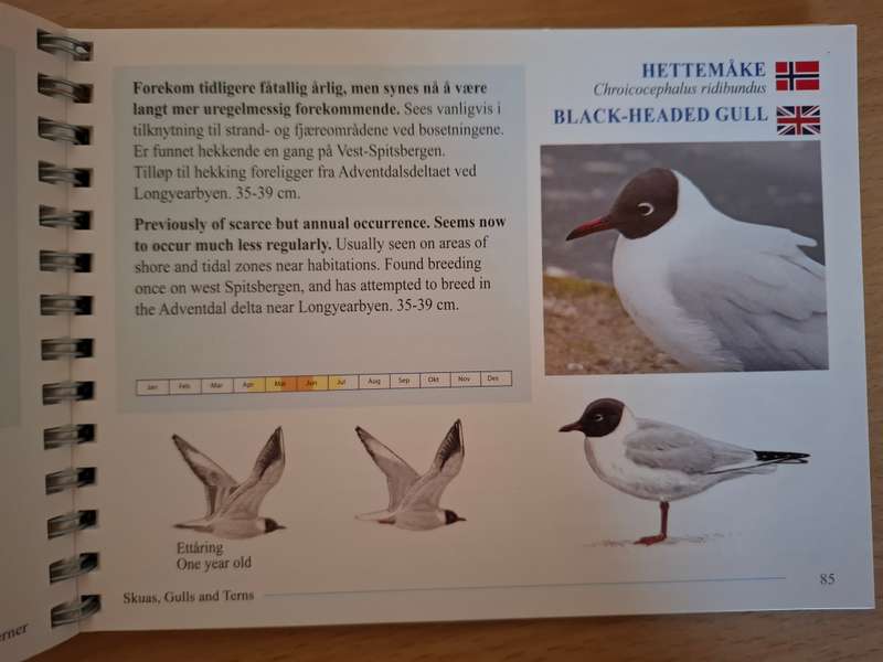 Svalbardfugler - Svalbard Birds - A Basic Field Guide (Paperback)