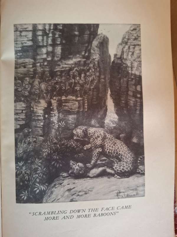 Jock of the Bushveld : Sir Percy Fitzpatrick (Hardcover)