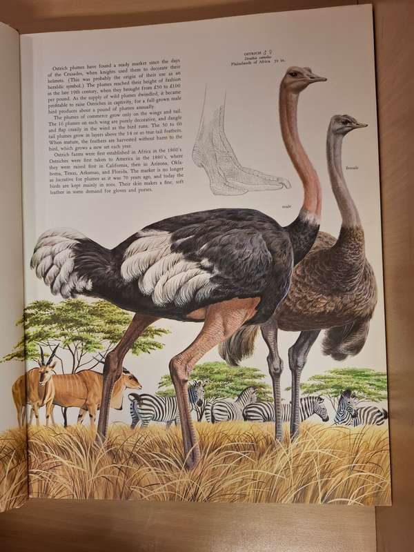 Birds of The World by Oliver L. Austin Jr (Hardcover)