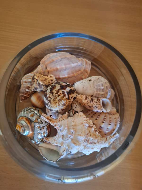 Glass Vase with Seashells