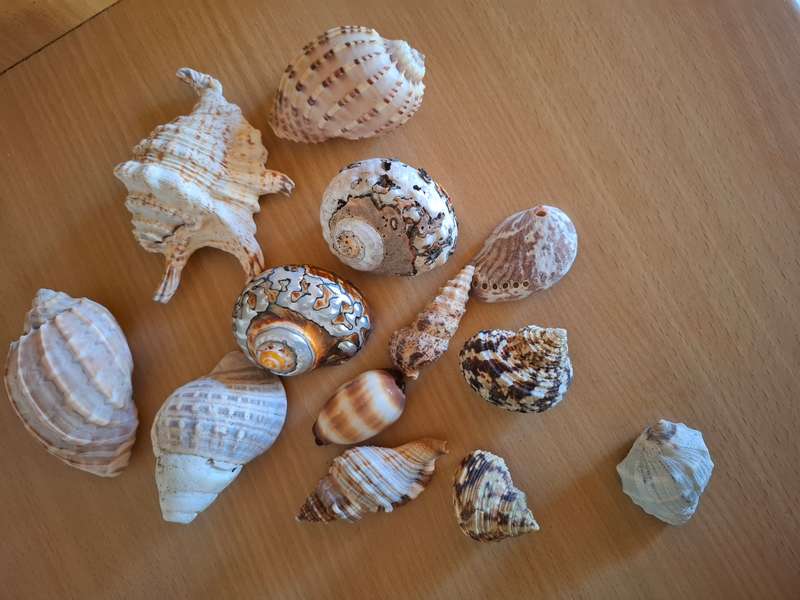 Glass Vase with Seashells