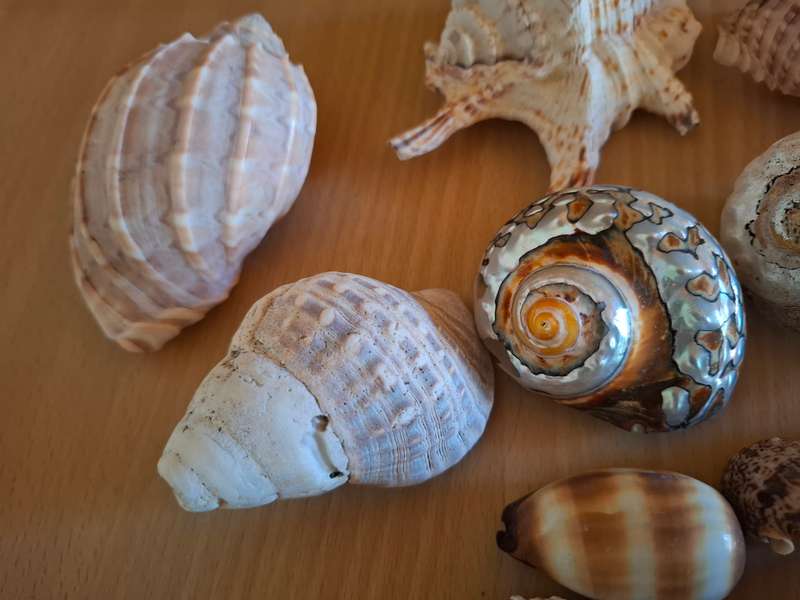 Glass Vase with Seashells