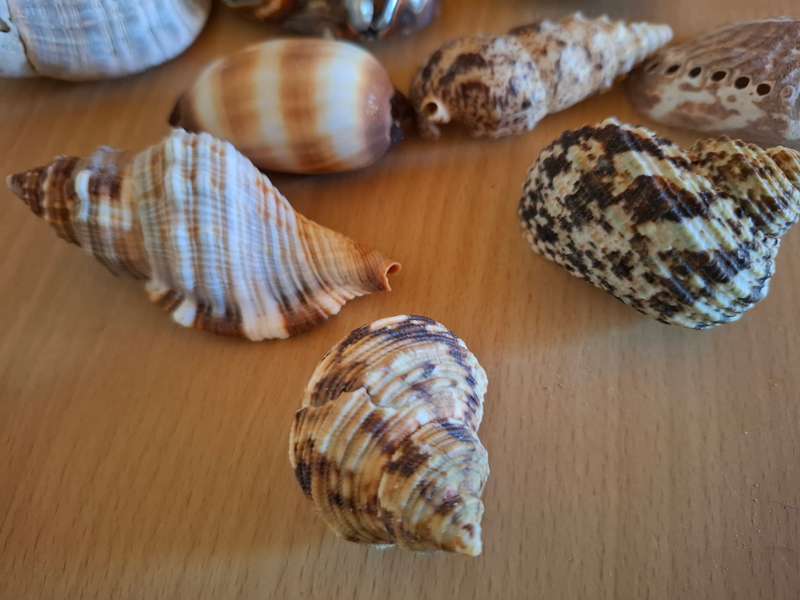 Glass Vase with Seashells