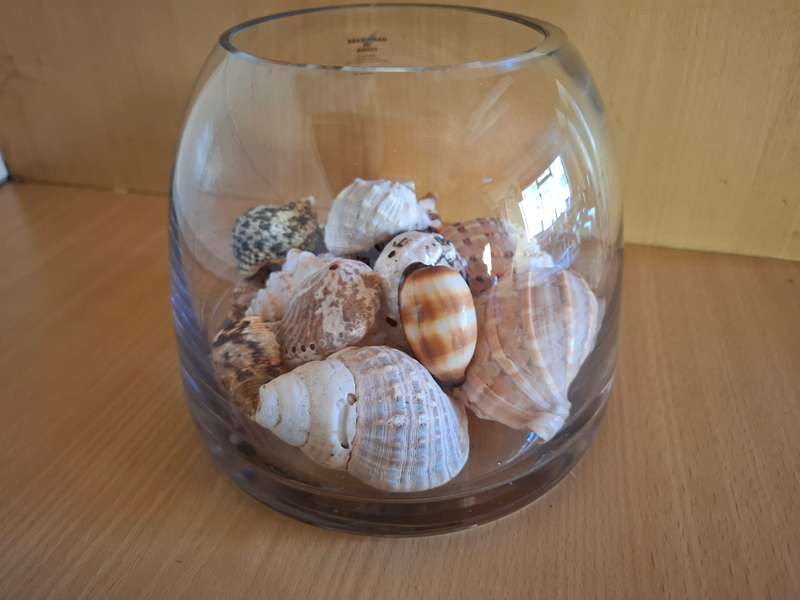 Glass Vase with Seashells
