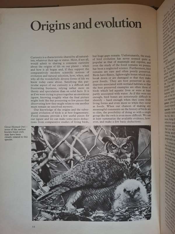 A Natural History of Owls : Michael Everett  (Hardcover)