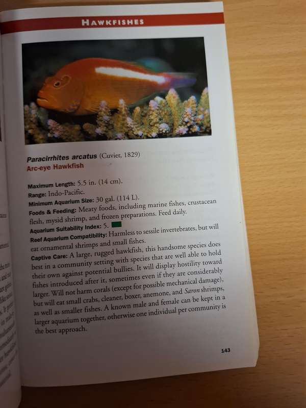 Marine Fishes - 500+ Essetial-to-know Aquarium Species : Scott W. Michael  (Paperback)
