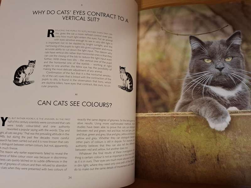 Catwatching - Desmond Morris  (Paperback)