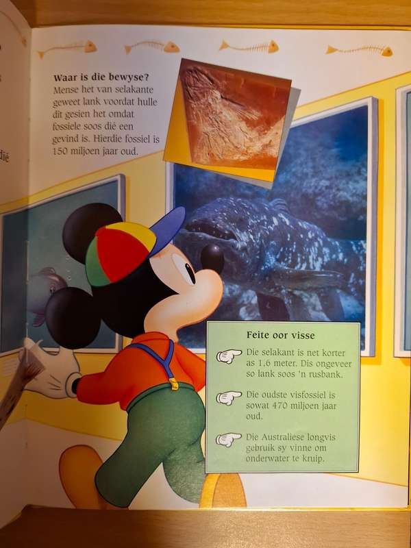 Mickey Wonder Waarom - Is jellievisse van jellie gemaak? (Hardcover)