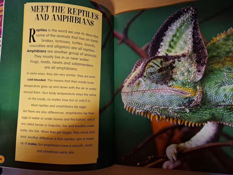 My First Book of Reptiles and Amphibians by Dee Phillips  (Paperback)