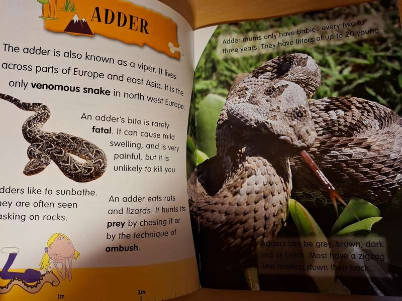My First Book of Reptiles and Amphibians by Dee Phillips  (Paperback)