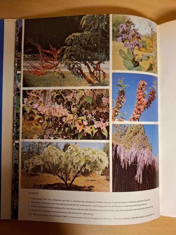 Shrubs, Trees and Climbers : Sima Eliovson  (Hardcover)