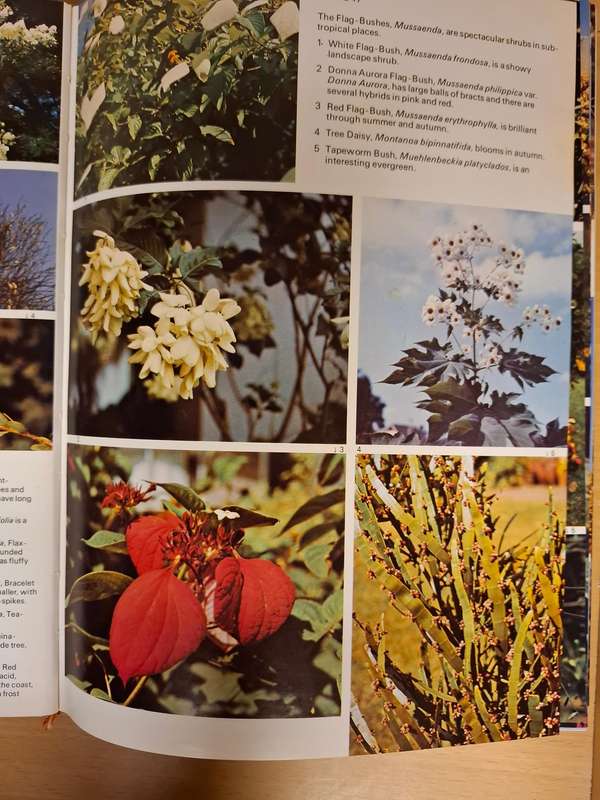 Shrubs, Trees and Climbers : Sima Eliovson  (Hardcover)