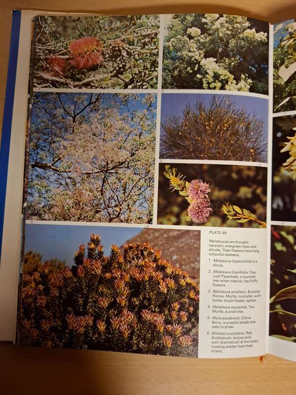 Shrubs, Trees and Climbers : Sima Eliovson  (Hardcover)