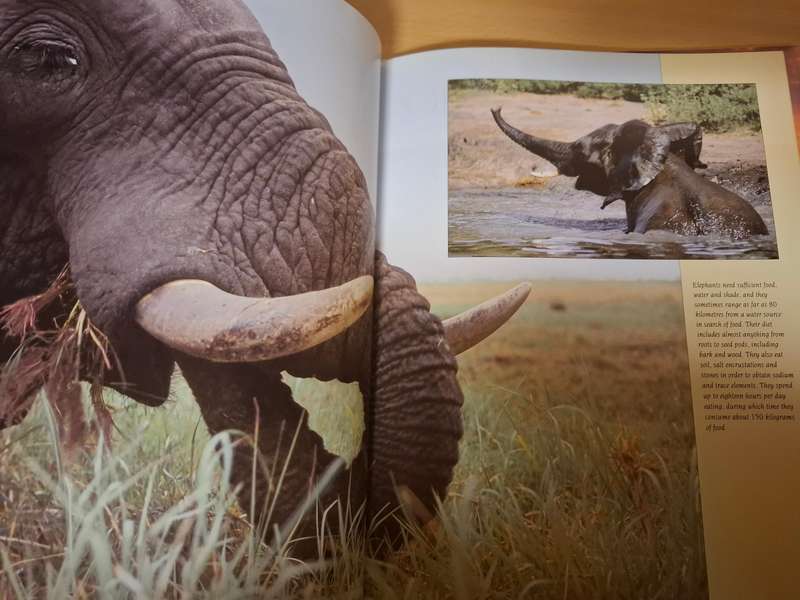 The Big Five - A Photogenic Souvenir : Paul and Julia Nash  (Hardcover)