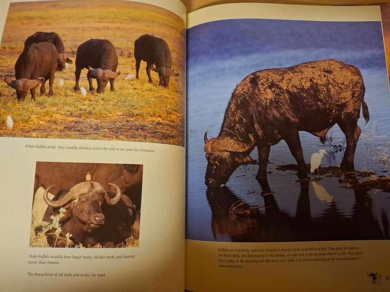 The Big Five - A Photogenic Souvenir : Paul and Julia Nash  (Hardcover)
