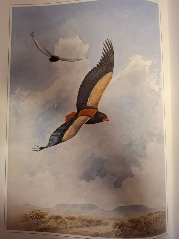 Hunters of The African Sky : Peter Steyn, Graeme Arnott   (Hardcover)