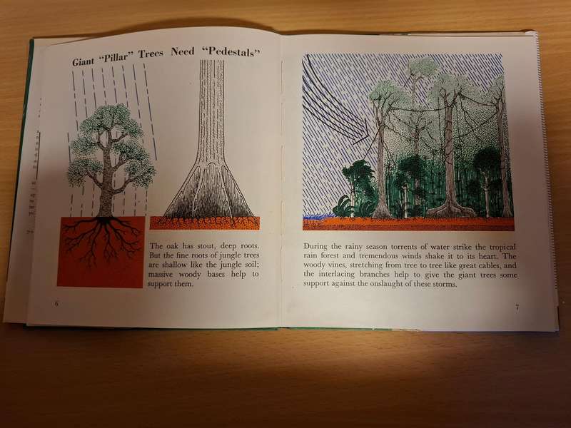 The Wonder World of The Jungle - A Max Parrish Colour Book (Hardcover)