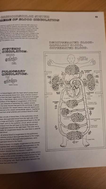 The Anatomy Coloring Book : Wynn Kapit/Lawrence M. Elson  (Paperback)