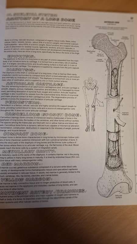 The Anatomy Coloring Book : Wynn Kapit/Lawrence M. Elson  (Paperback)