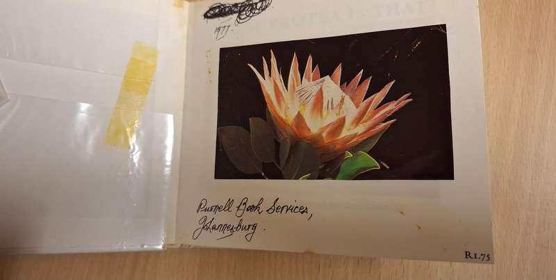What Protea is That? : H.B. Rycroft  (Hardcover)