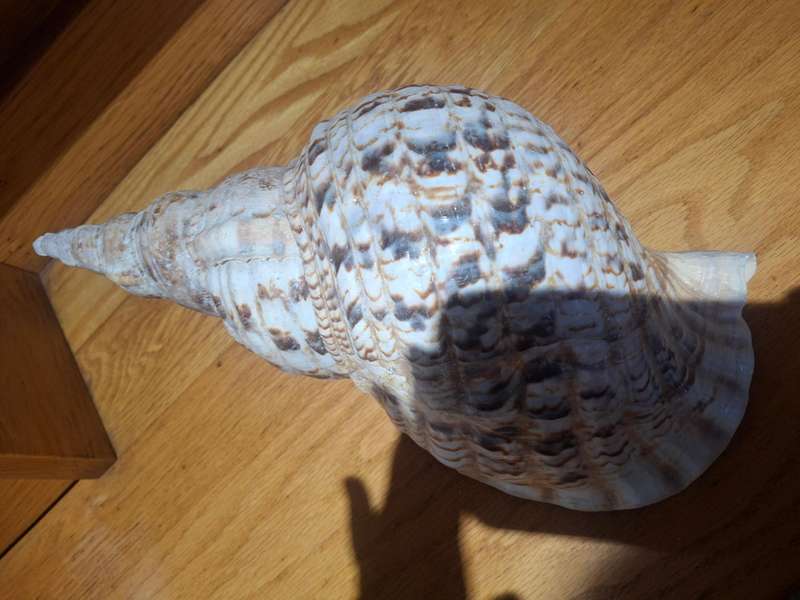 Stunning large sea shell