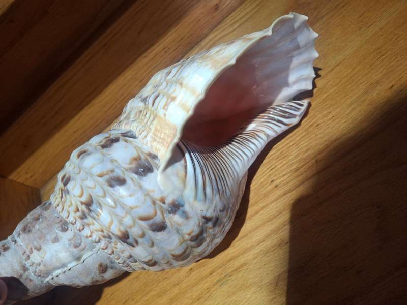 Stunning large sea shell