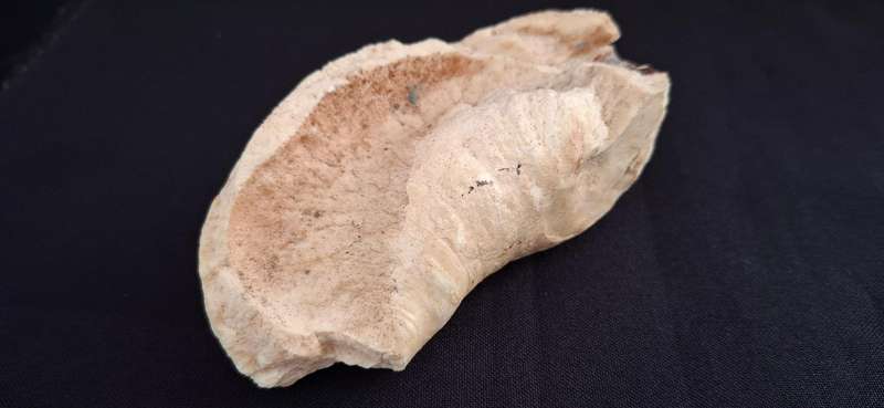 Whale Ear Drum     ( 430,3 grams )