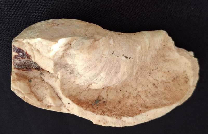 Whale Ear Drum     ( 430,3 grams )